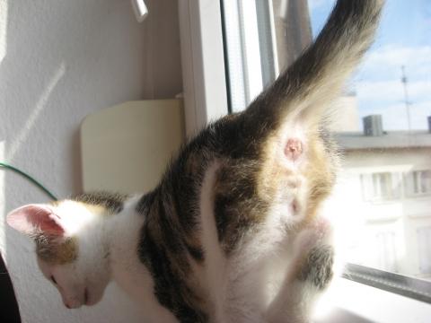 Ist Meine Katze Ein Mannchen Oder Weibchen Katzen Kater