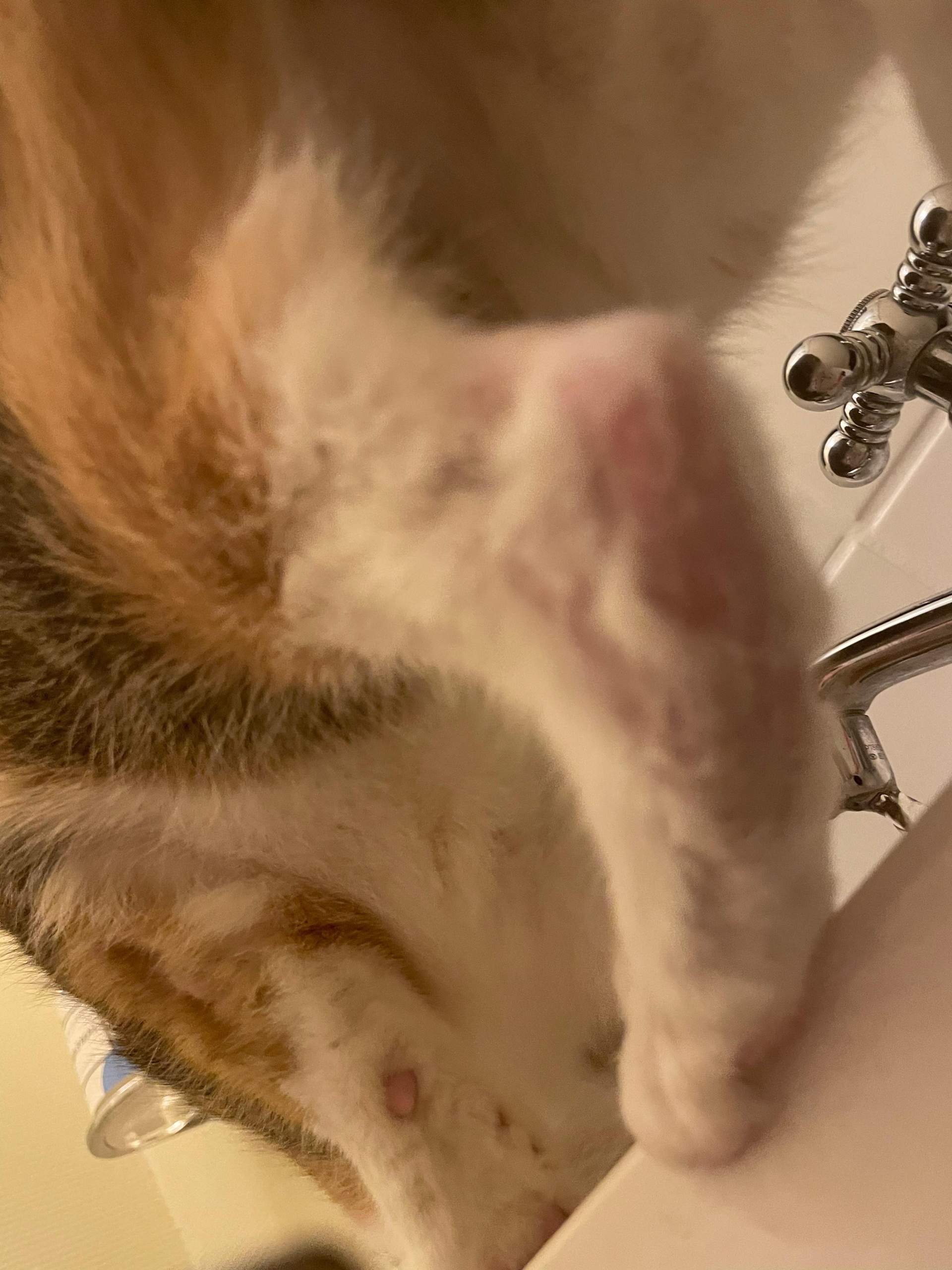 Katze Hat Kahle Stellen An Den Hinterbeinen Ist meine Katze krank? (Tiere)