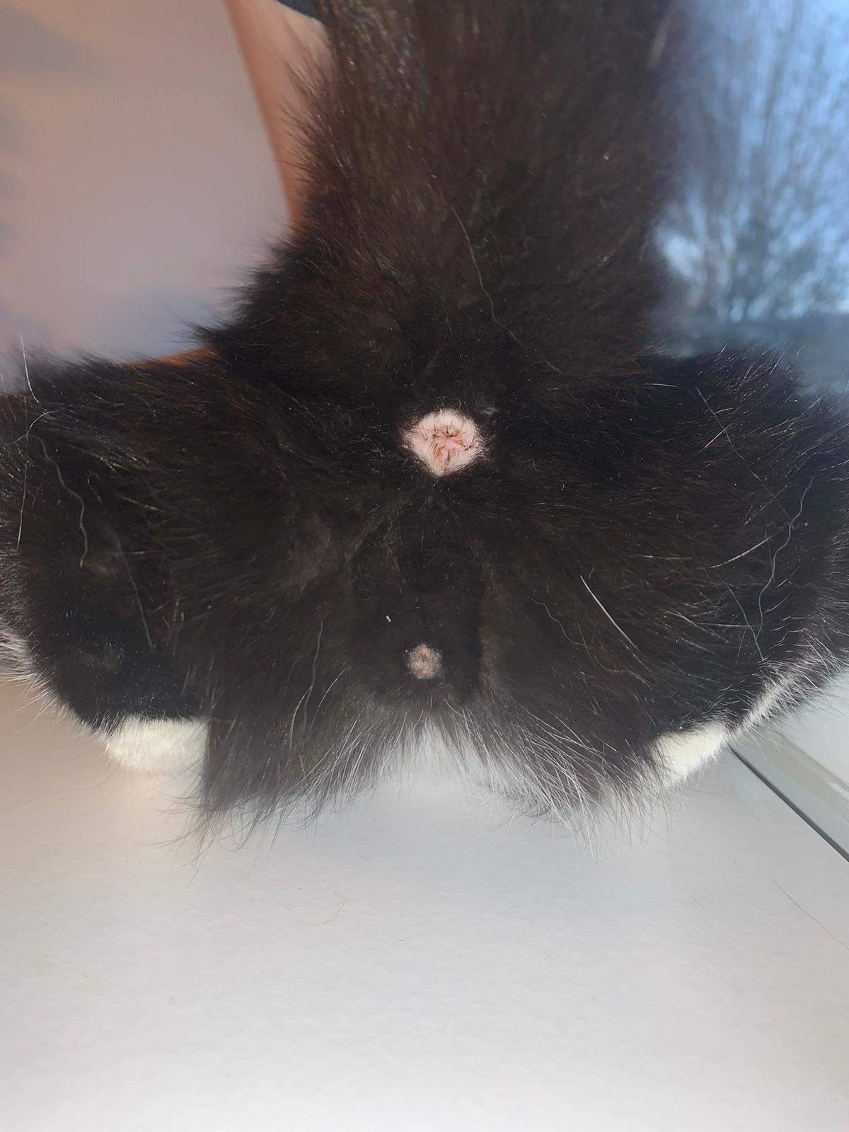 Ist meine Katze männlich oder weiblich? (Tierarzt, Kater, Tiermedizin)