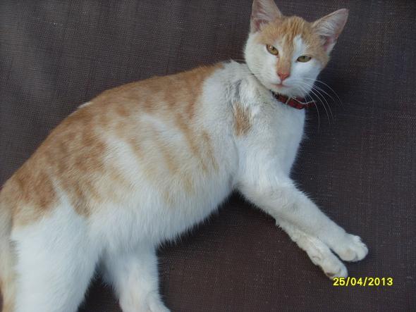- (Schwangerschaft, Katze)