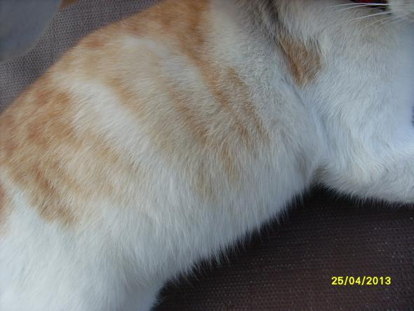 - (Schwangerschaft, Katze)