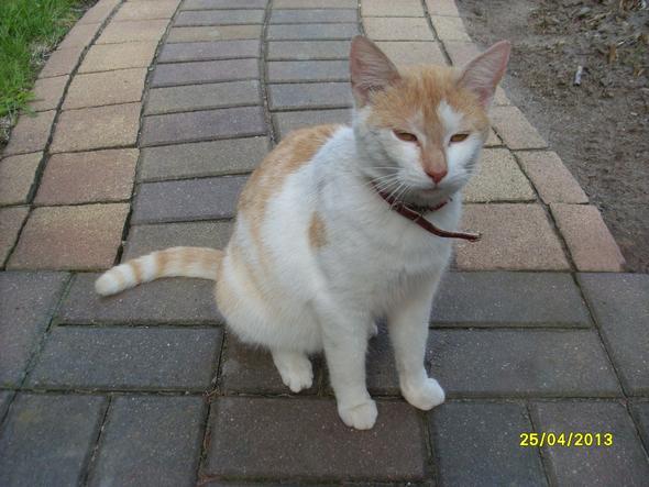 - (Schwangerschaft, Katze)