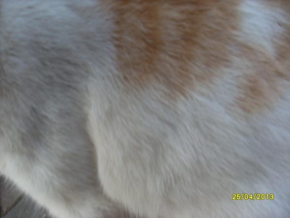 - (Schwangerschaft, Katze)