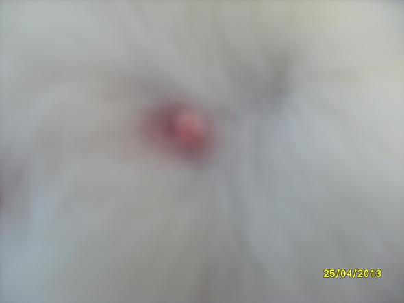 - (Schwangerschaft, Katze)