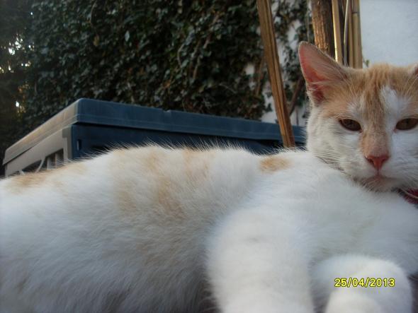 - (Schwangerschaft, Katze)