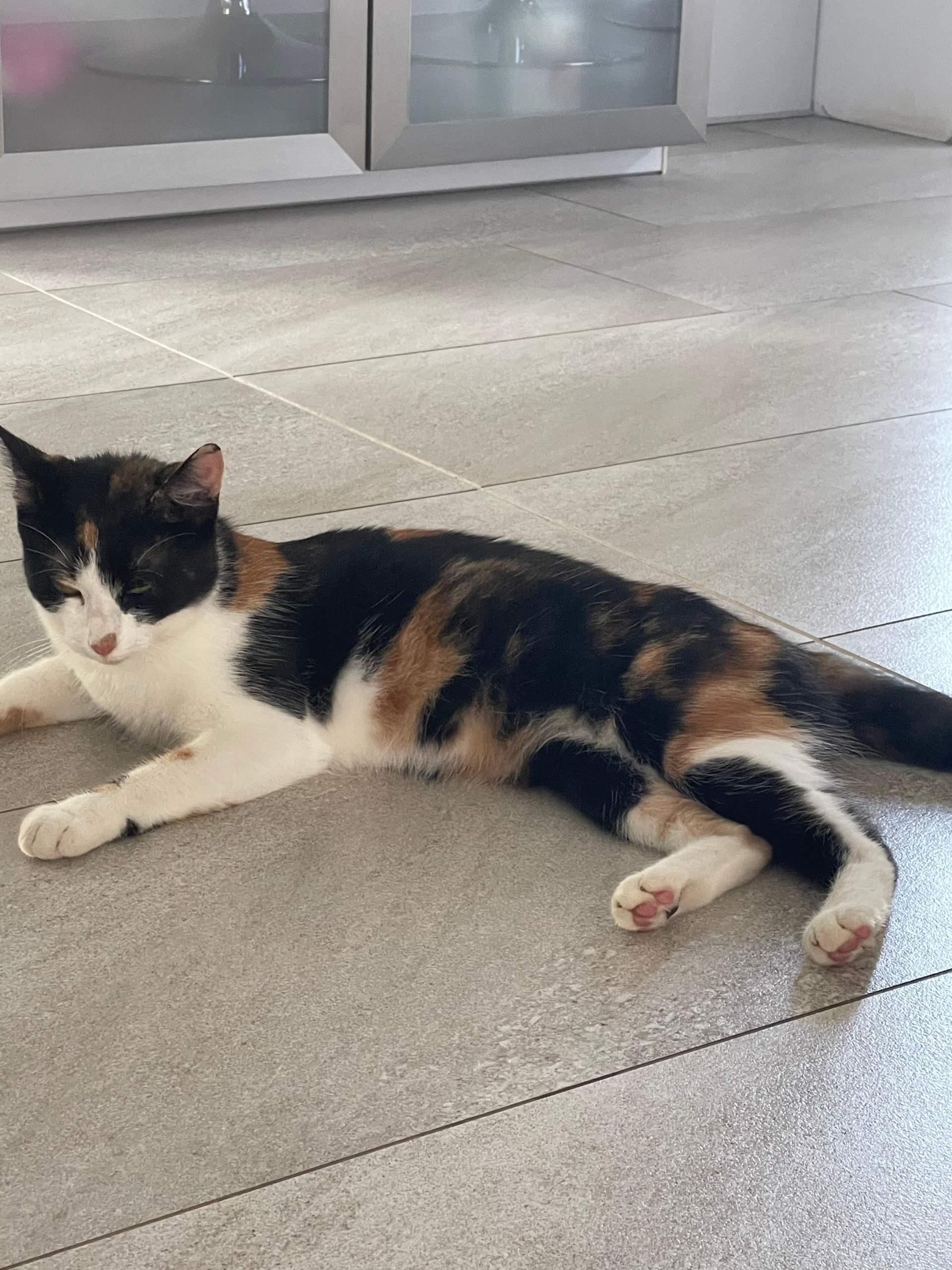 Ist Meine Katze Schwanger ist-meine-katze-schwanger