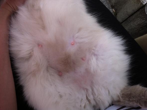 ist meine katze schwanger grosse zitzen schwangerschaft bei ragdoll katzen trachtig
