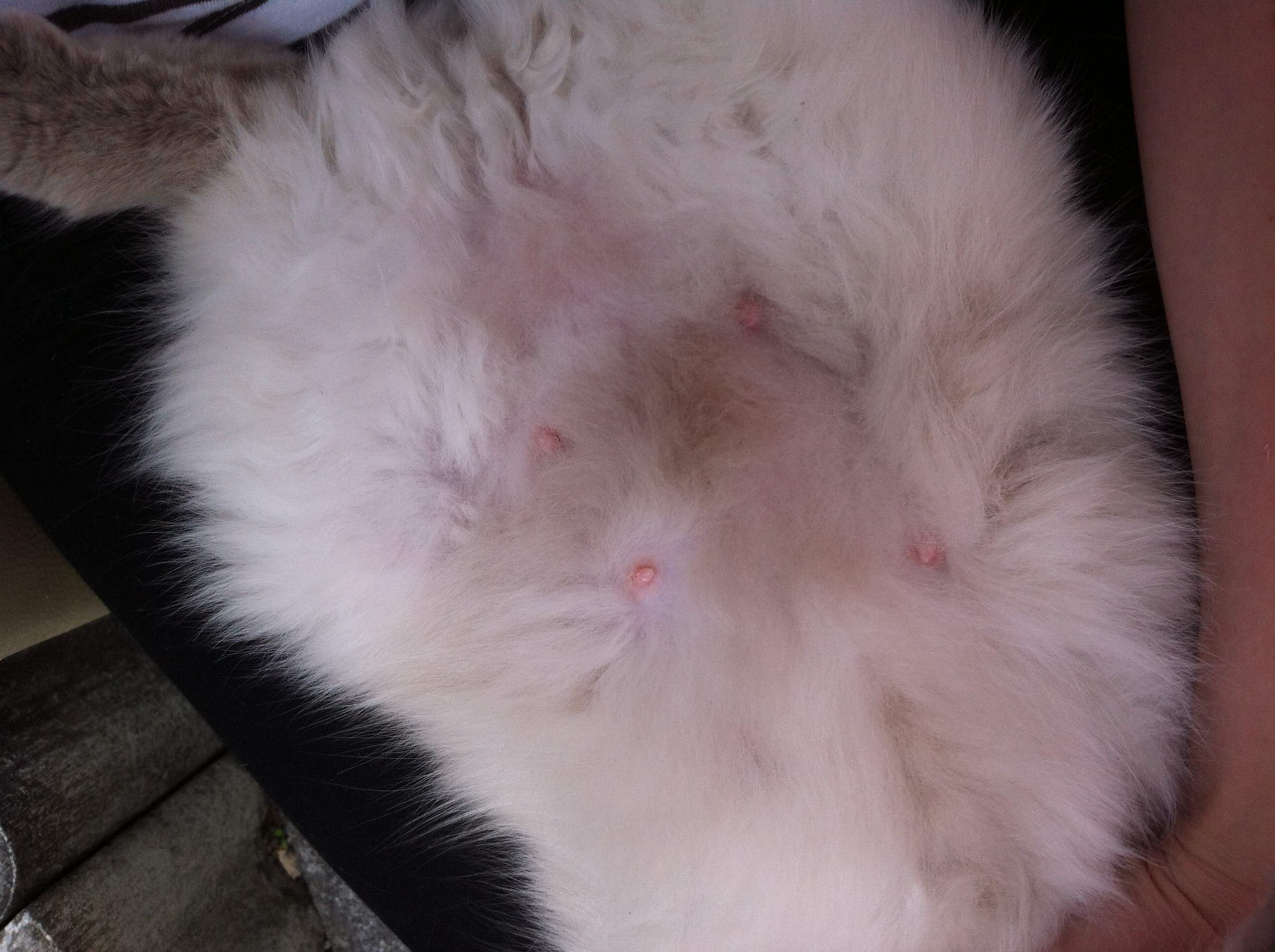 Ist meine Katze schwanger? Große Zitzen / Schwangerschaft bei Ragdoll