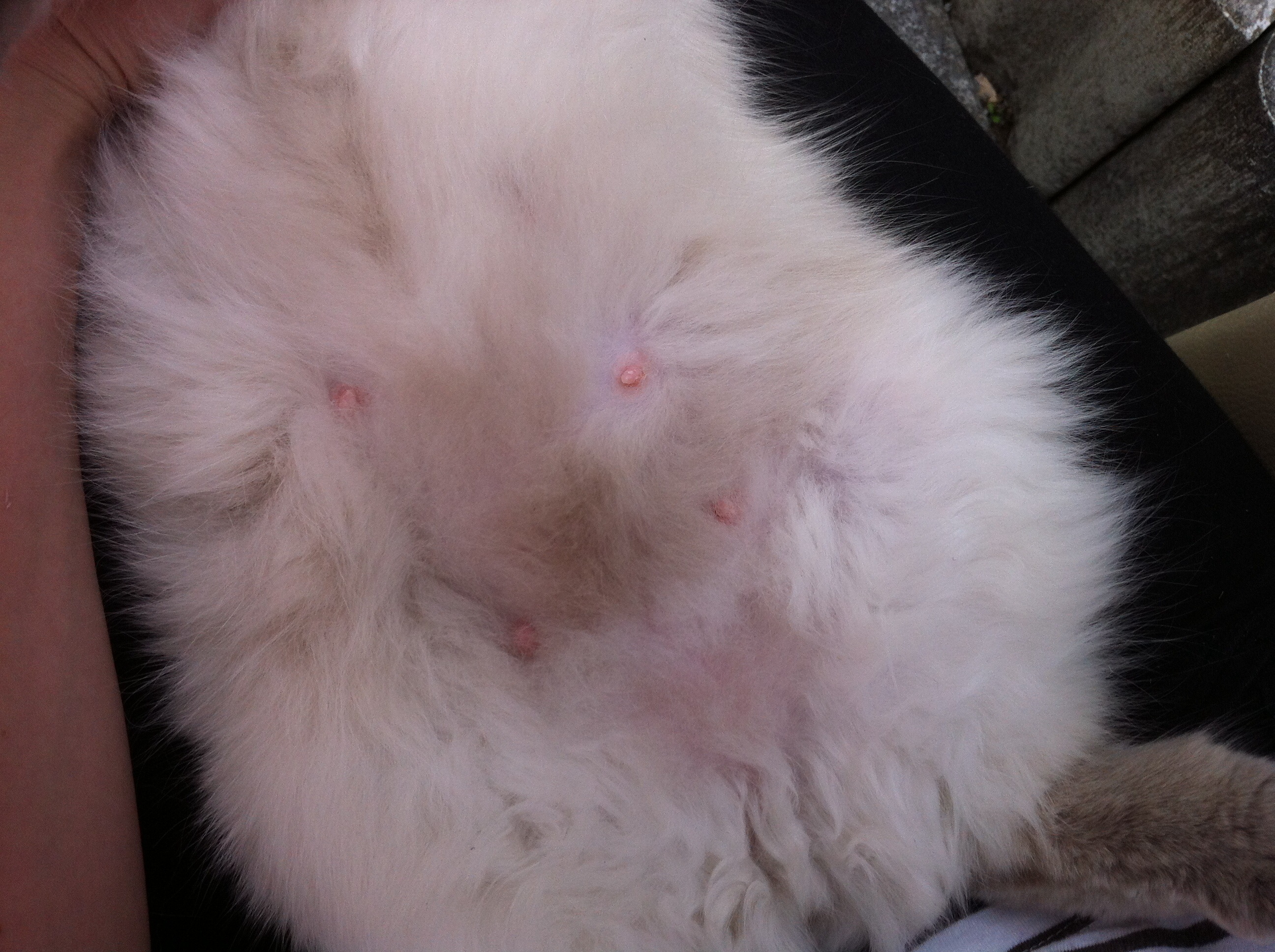 Ist meine Katze schwanger? Große Zitzen / Schwangerschaft bei Ragdoll