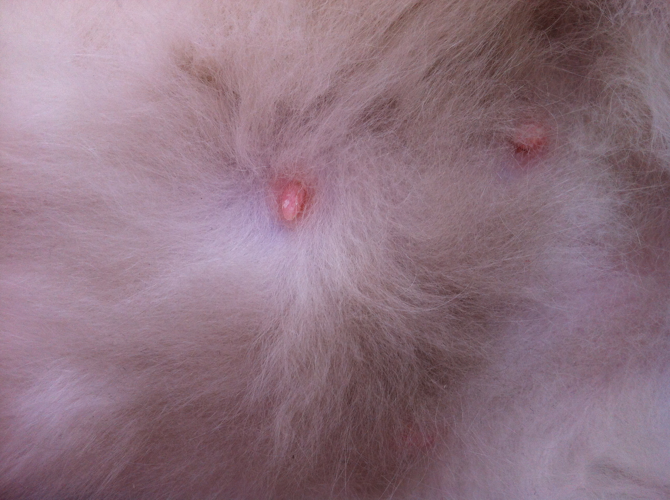 Ist meine Katze schwanger? Große Zitzen / Schwangerschaft bei Ragdoll