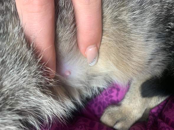 ist meine katze trachtig tiere katzen artgerechte haltung