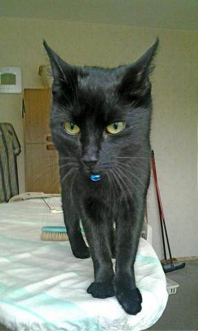 Blacky - (Katze, Katzenrasse)
