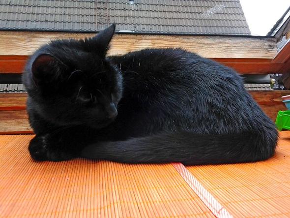 Blacky - (Katze, Katzenrasse)