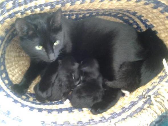 Blacky mit den Katzenwelpen - (Katze, Katzenrasse)
