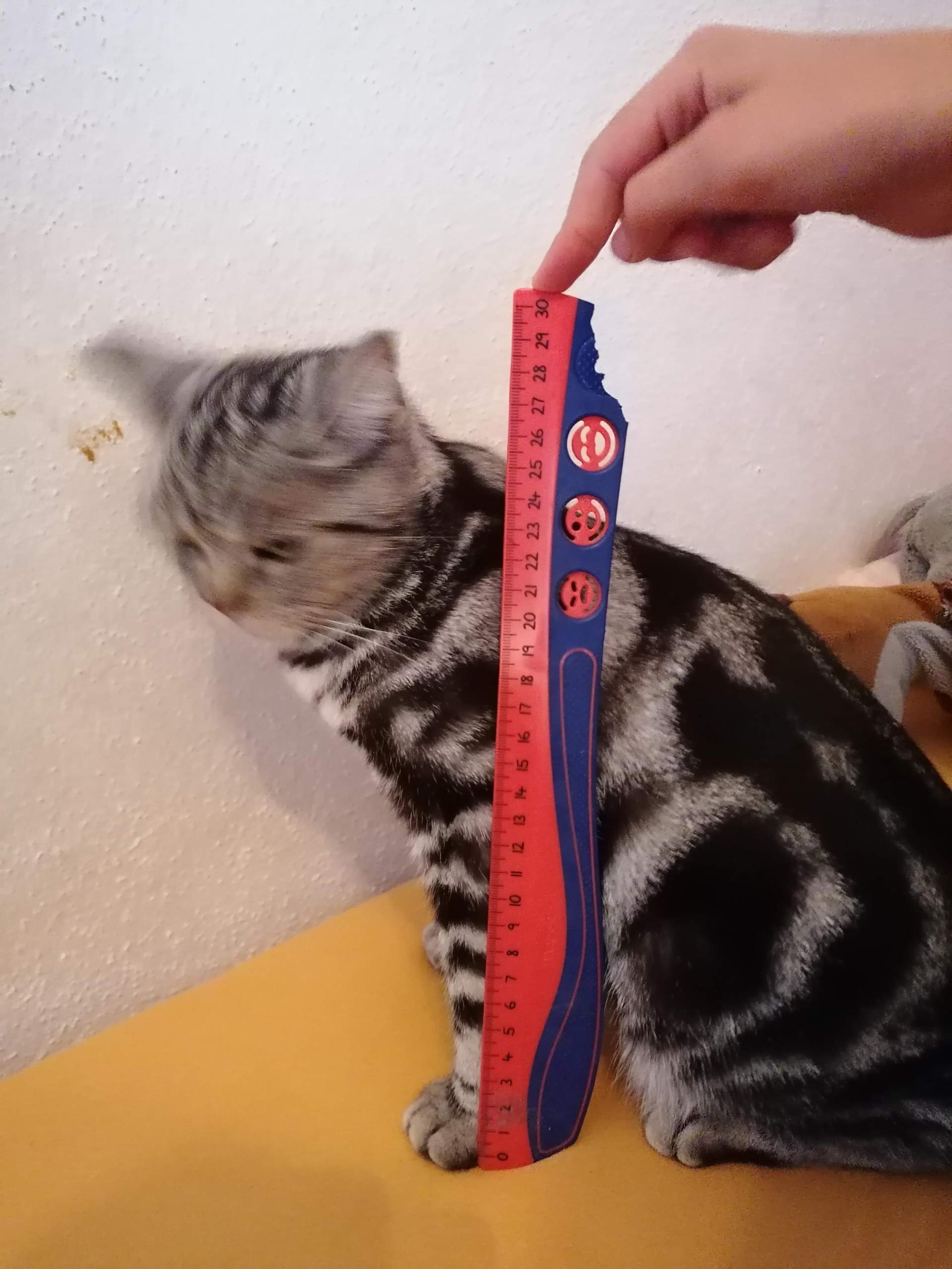 Ist meine Katze zu dünn? (Tiere, Untergewicht, Körpergewicht)