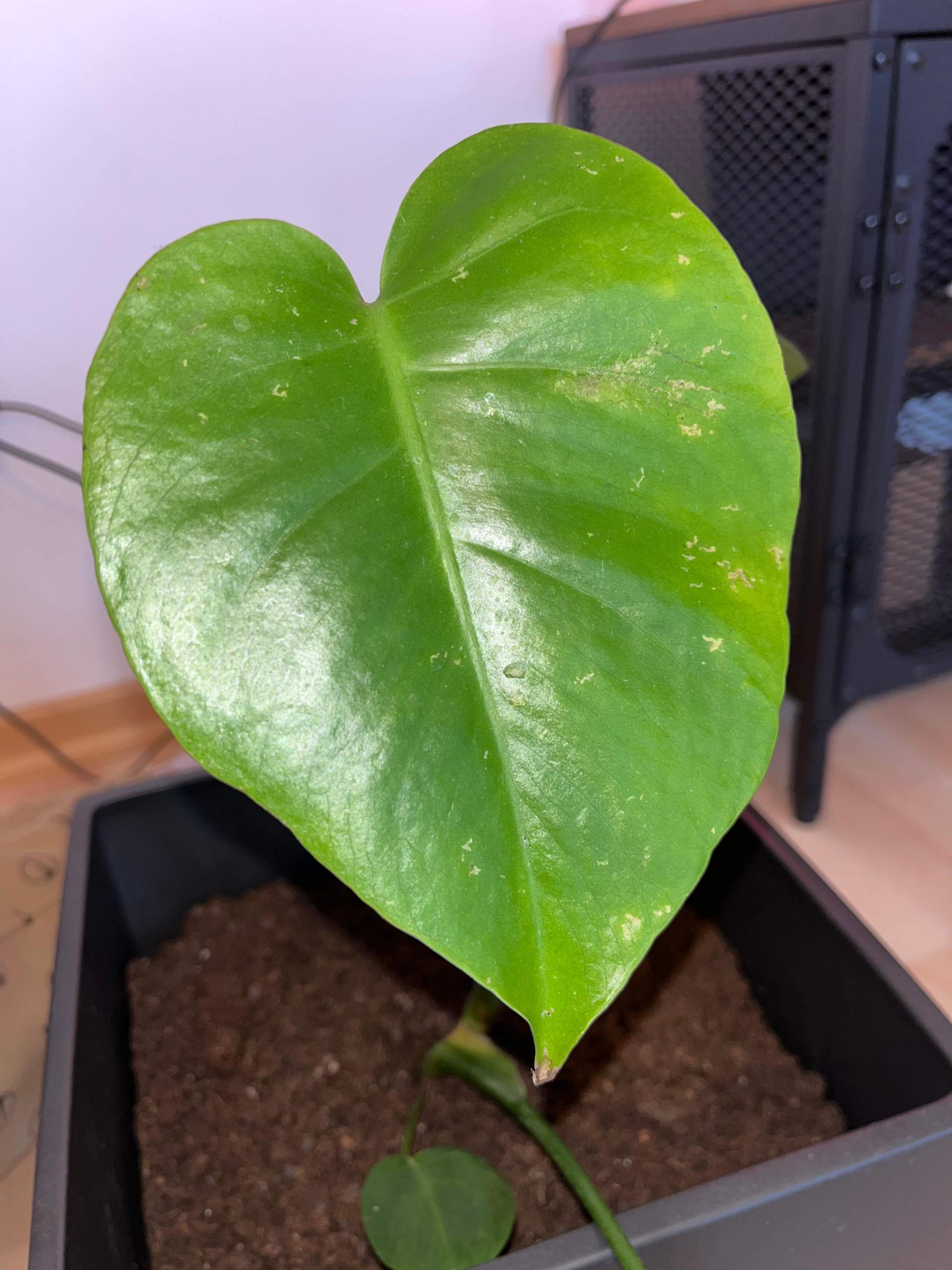 monstera sp peru 4