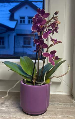 Ist meine Orchidee kaputt?