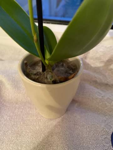 ist meine orchidee normal?