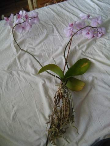 Ist meine Orchidee Phalaeonopsis noch zu retten?