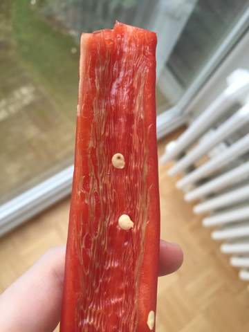 Ist meine Paprika schlecht (Foto)?