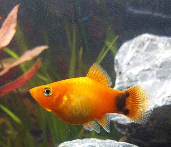 Ist Meine Platy Schwanger Schwangerschaft Aquarium