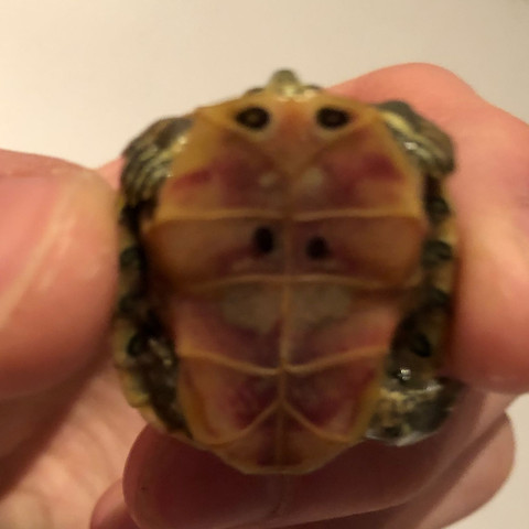 Die Schildkröte ist neu aus der Überwinterung im Aquarium jetzt - (Gesundheit und Medizin, Tiere, krank)