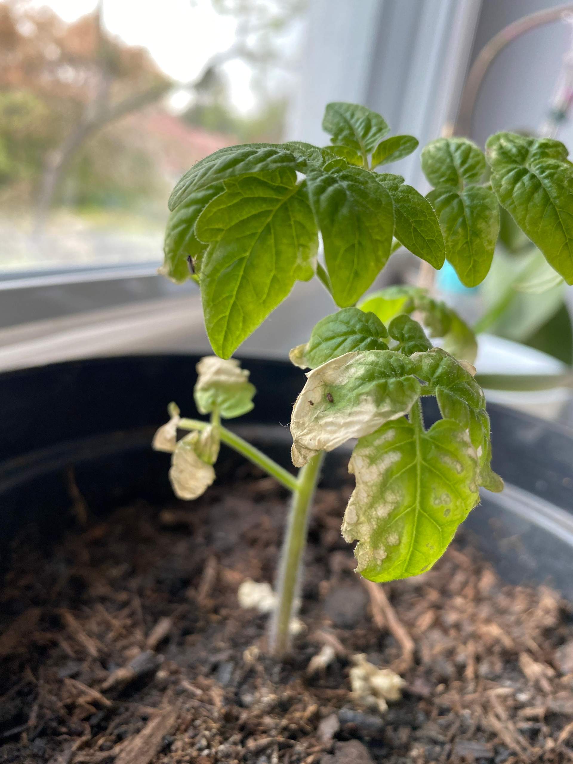 Ist meine Tomatenpflanze krank (weiße Flecken auf Blättern