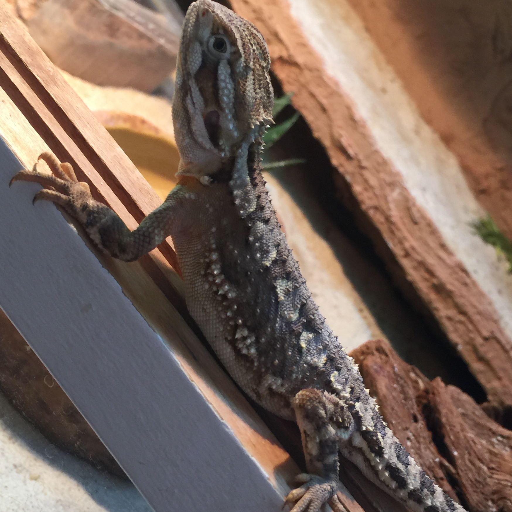 Ist meine Zwergbartagame schwanger 🤰? (Tiere, Reptilien, Bartagame) - 0 Original Ist meine Zwergbartagame schwanger 🤰? (Tiere, Reptilien, Bartagame) - 0 Original