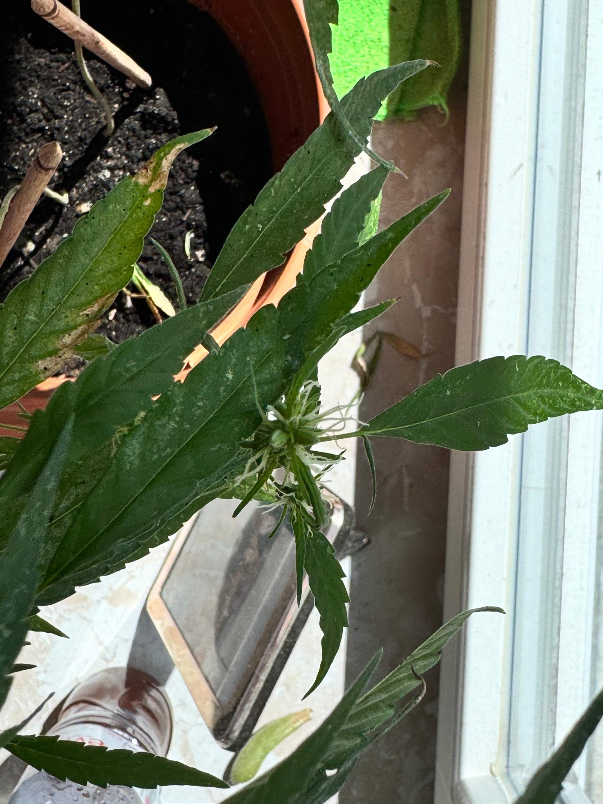 Ist meinen canabis pflanze weiblich oder männlich? (Cannabis, Marihuana