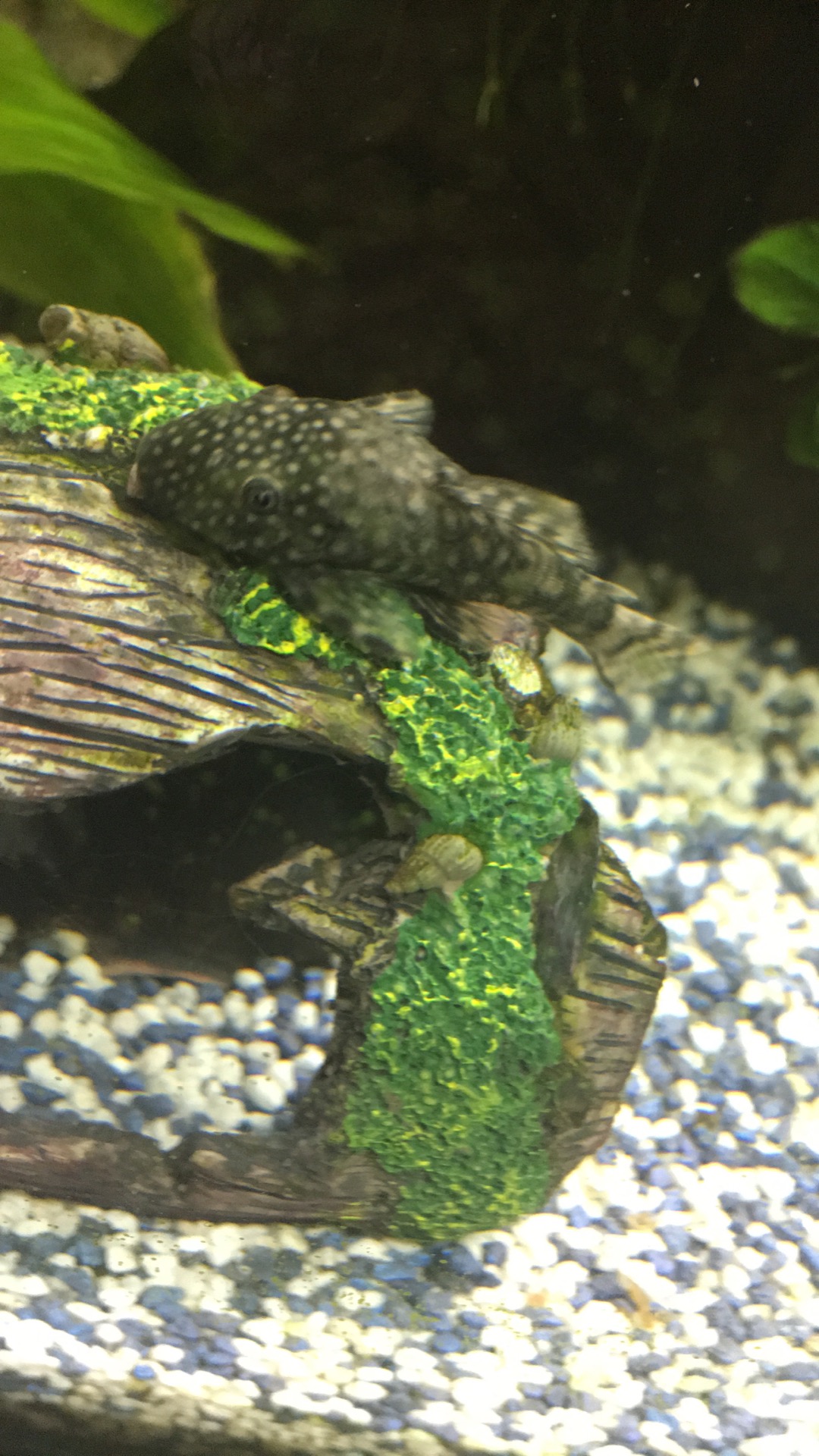 Ist mit meinem antennenwels alles okey? (Fische, Aquarium)