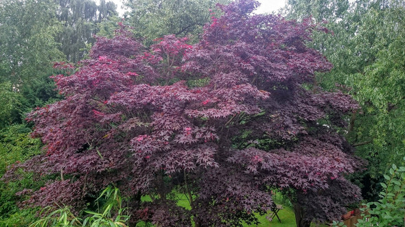 Roter Ahorn - (rot, Ahorn, Fächerahorn)