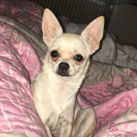 Ist Sie Ein Kurzhaar Oder Eher Lang Liebe Hund Chi
