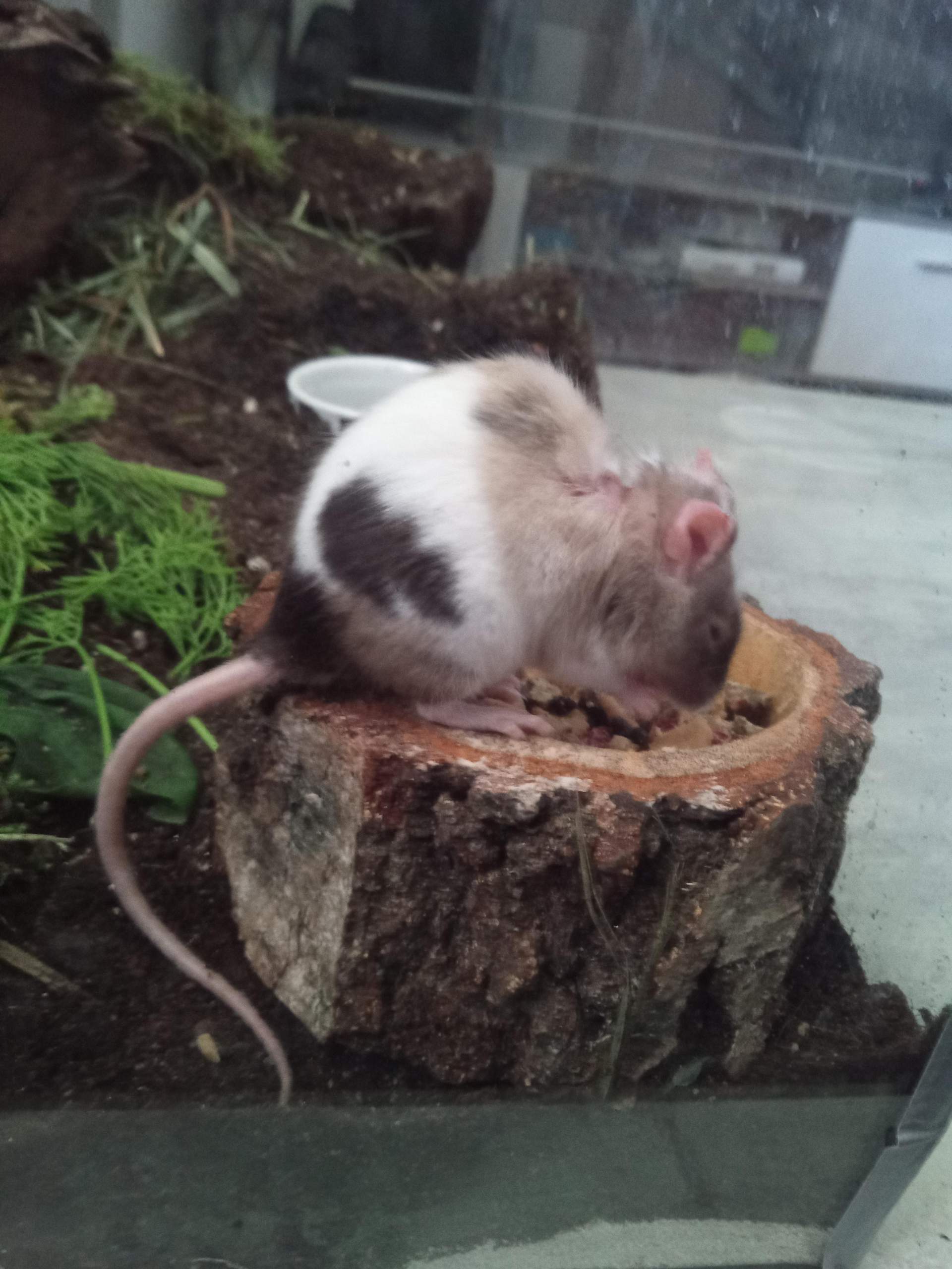 Ist sie eine Farbratte oder Farbmaus? (Maus, Ratten, Nagetiere)