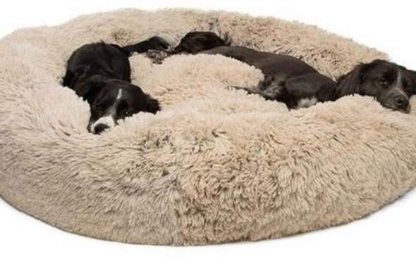 Ist so ein Hundebett überhaupt gesund für Hunde? (Gesundheit und