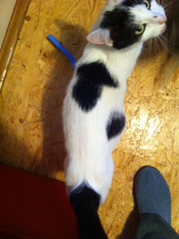 - (Katze, Trächtig)