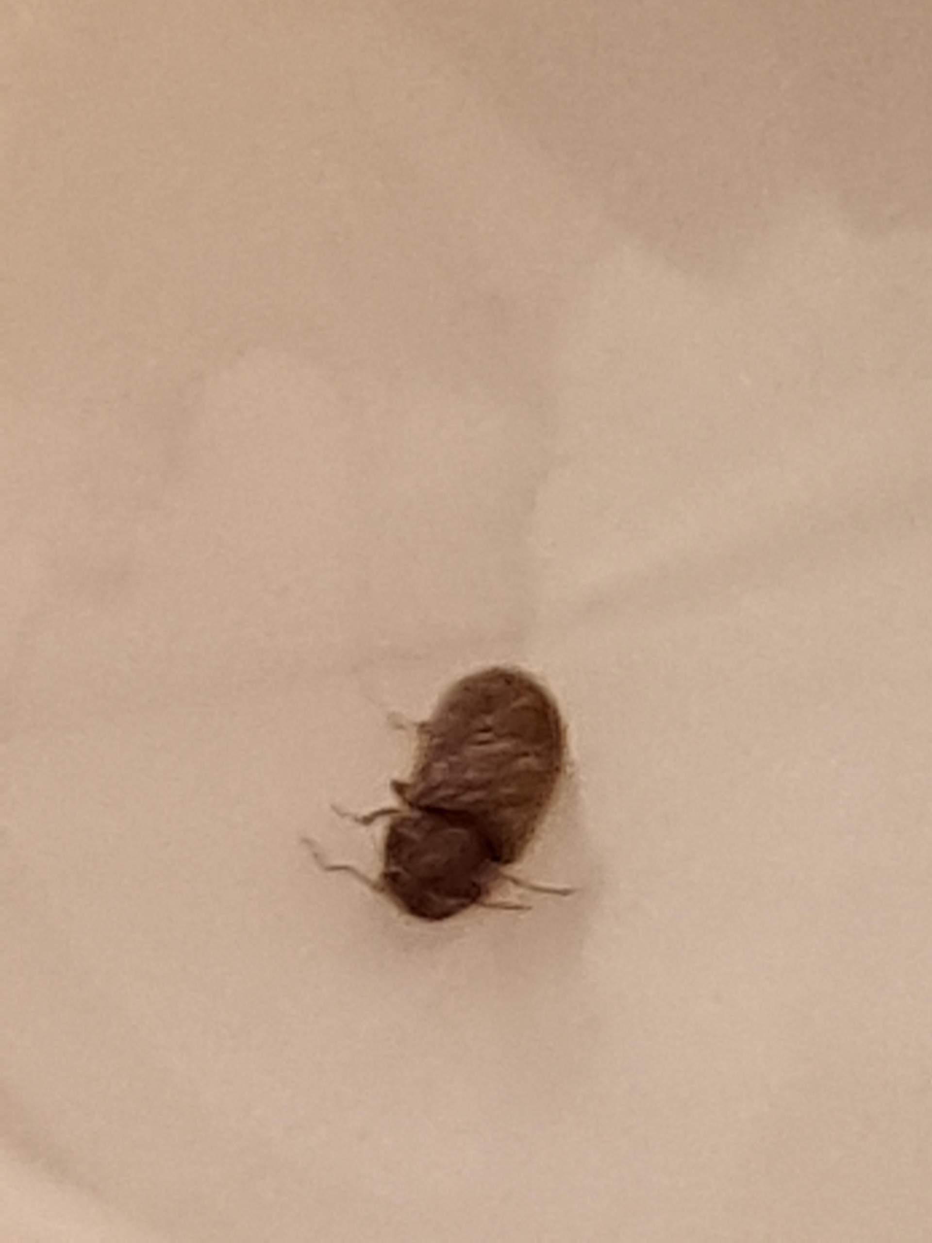 Ist das ein Brotkäfer? Wie schaffe ich diese Käfer weg? (Insekten, Schädlinge)