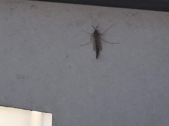 Ist das eine Mücke?