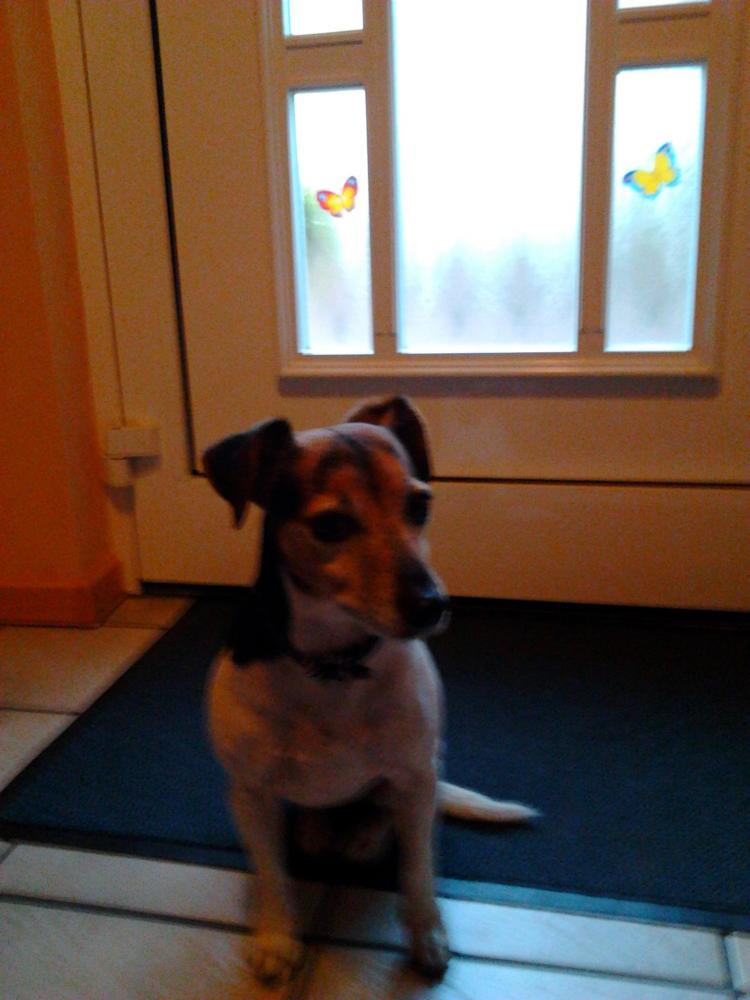 Jack Russel Terrier hat Angst vor anderen Hunden (Hund, laufen, Jack