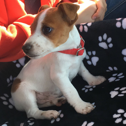 jack russel terrier was soll ich tun