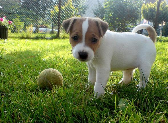 Jack Russel Welpen - (Jack Russel Terrier, jrt, Jack Russell Welpen)