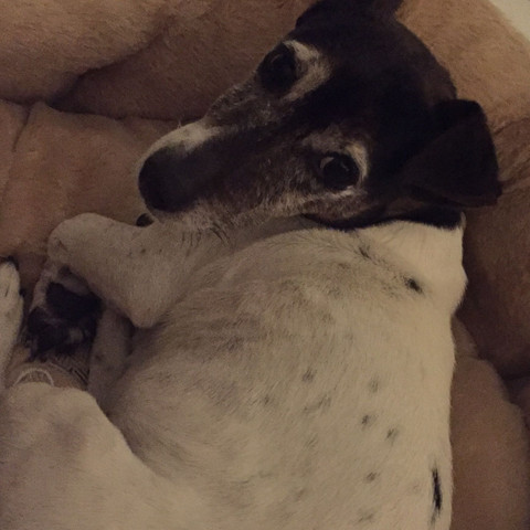 Jetzt liegt sie im Körpchen. - (Juckreiz, Jack Russell)