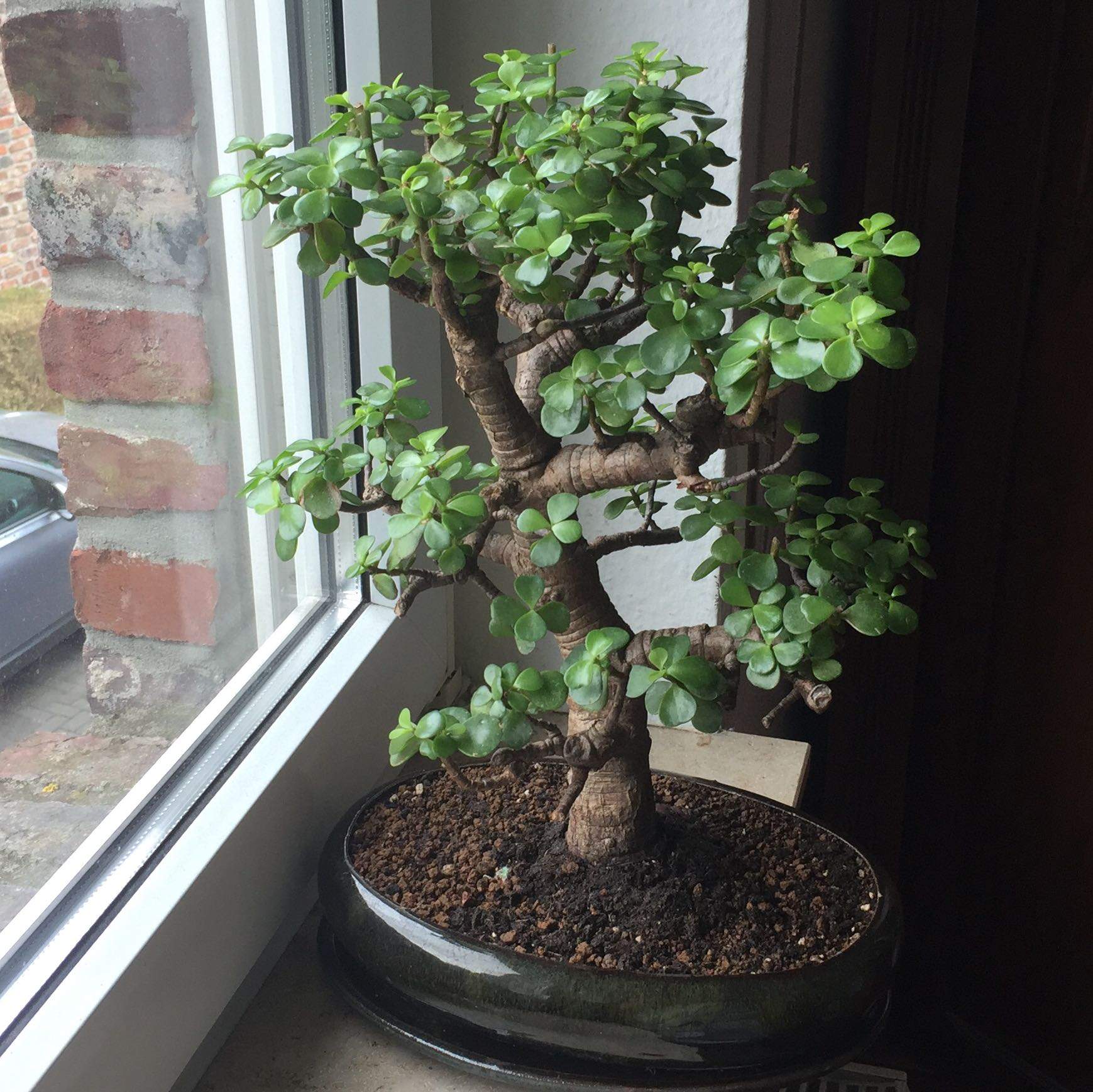 Jadebaum Bonsai? (Pflanzen)