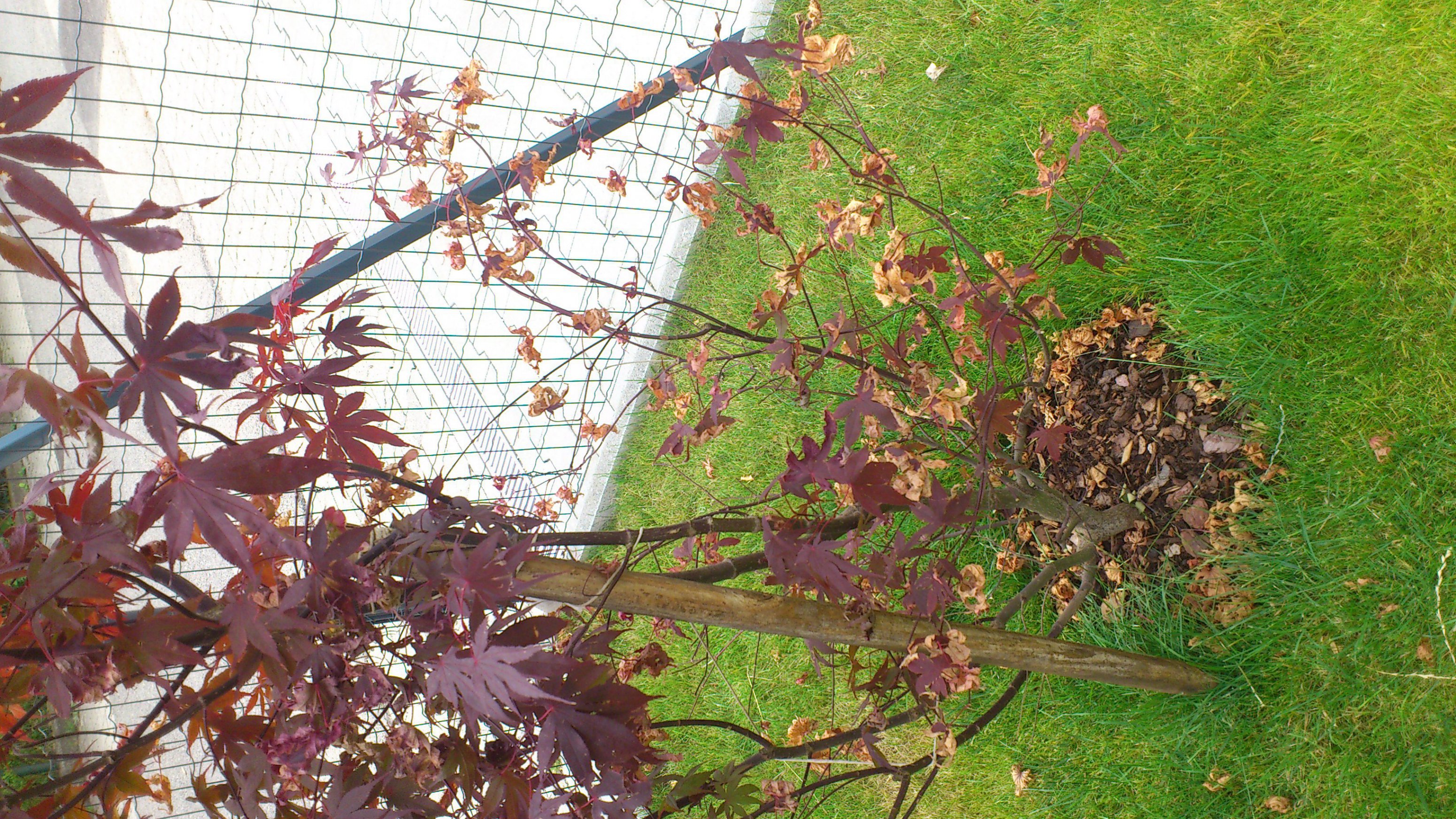 Japanischer Ahorn krank oder Schädlinge? (Krankheit, Baum)