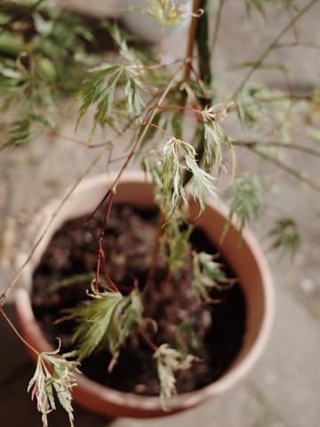 Japanischer Ahorn Strauch Schwachelt Gelbe Blatter Warum Pflanzen Garten Pflanzenpflege