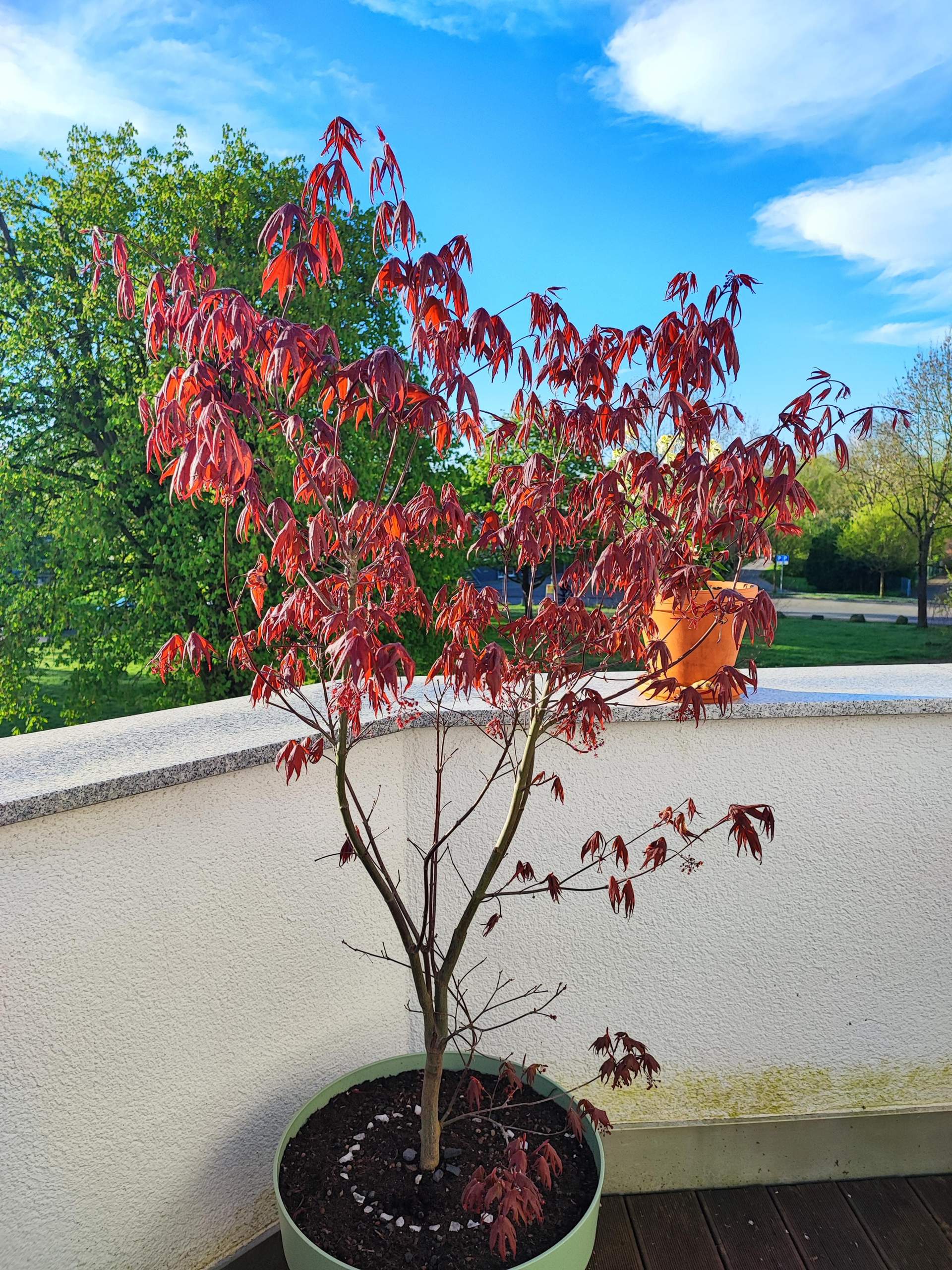 Japanischer Fcherahorn blood good lsst Bltter hngen? (Wasser, Baum,  Pflanzenpflege)