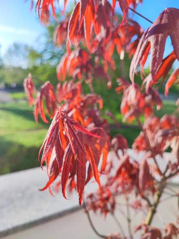 Japanischer Fächerahorn blood good lässt Blätter hängen? (Wasser, Baum ...
