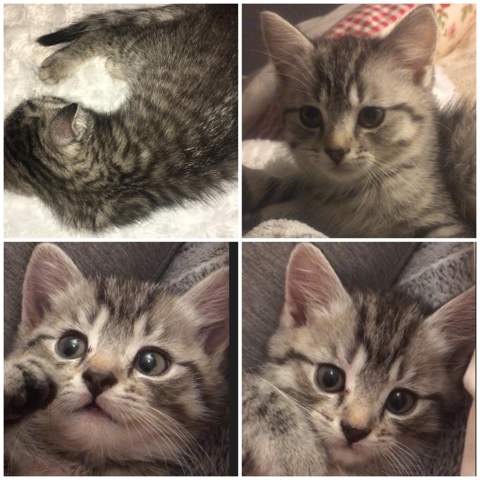 Jemand Ahnung Welche Rasse Das Sei Konnte Babykatze