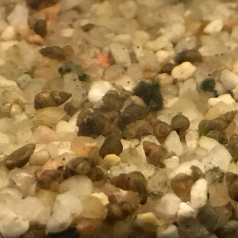 Schnecken auf dem Bodengrund (Körnung 1-2mm) - (Tiere, Aquarium, Schnecken)