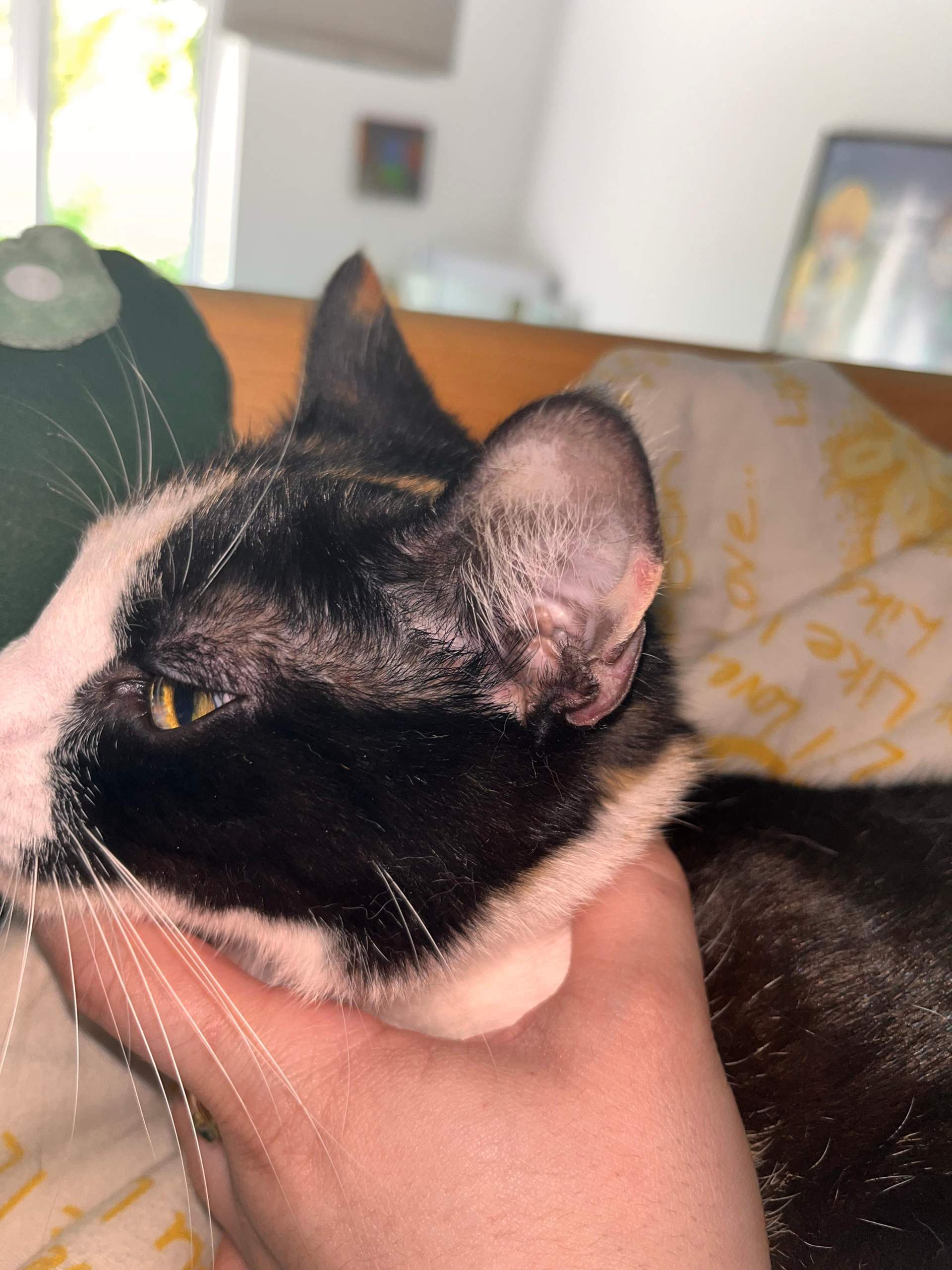 Jemand Erfahrungen mit Katzen Hautpilz? (Tiermedizin, Hauskatze