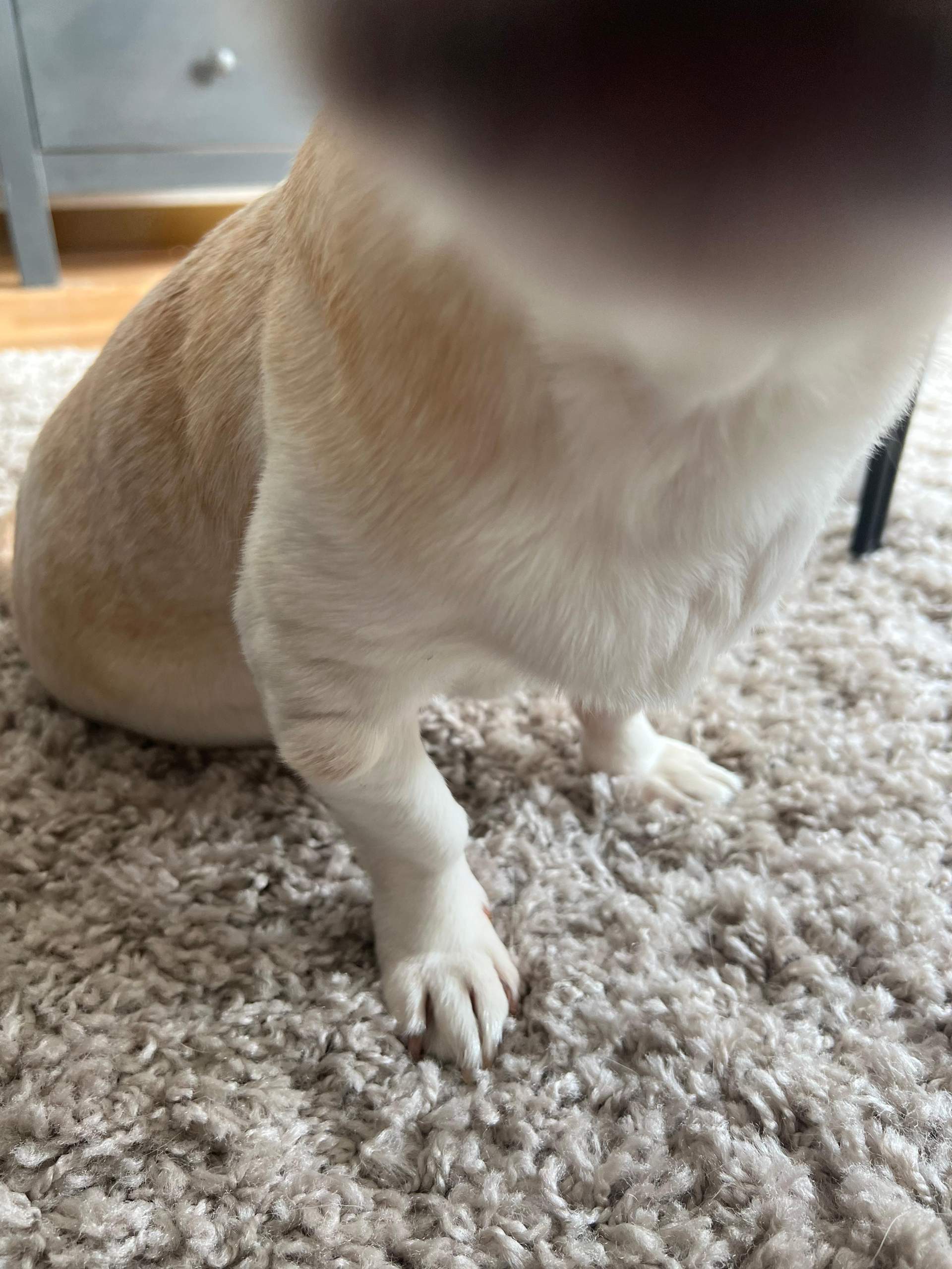 Jemand hier der sich mit Lipomen beim Hund auskennt? (Gesundheit, Tierarzt, Hundehaltung)